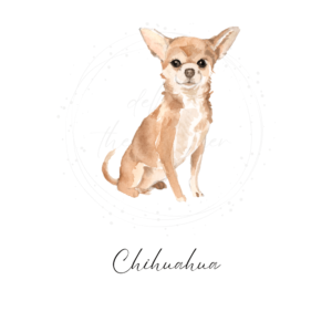 Chihuahua watercolor clipart