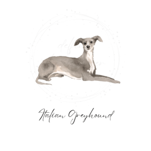 italian greyhound watercolor clipart