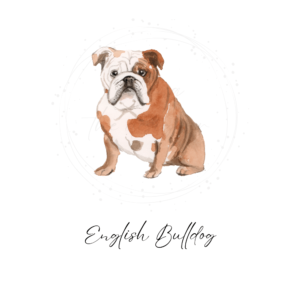 English Bulldog watercolor clipart