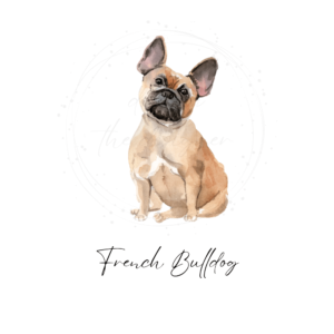 French Bulldog watercolor clipart