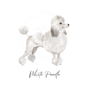 watercolor poodle