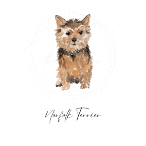 Norfolk Terrier Watercolor clipart